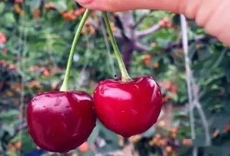 红色娱乐吃瓜视频怎么做,热门话题背后的真相与笑料